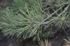 image of Pinus muricata