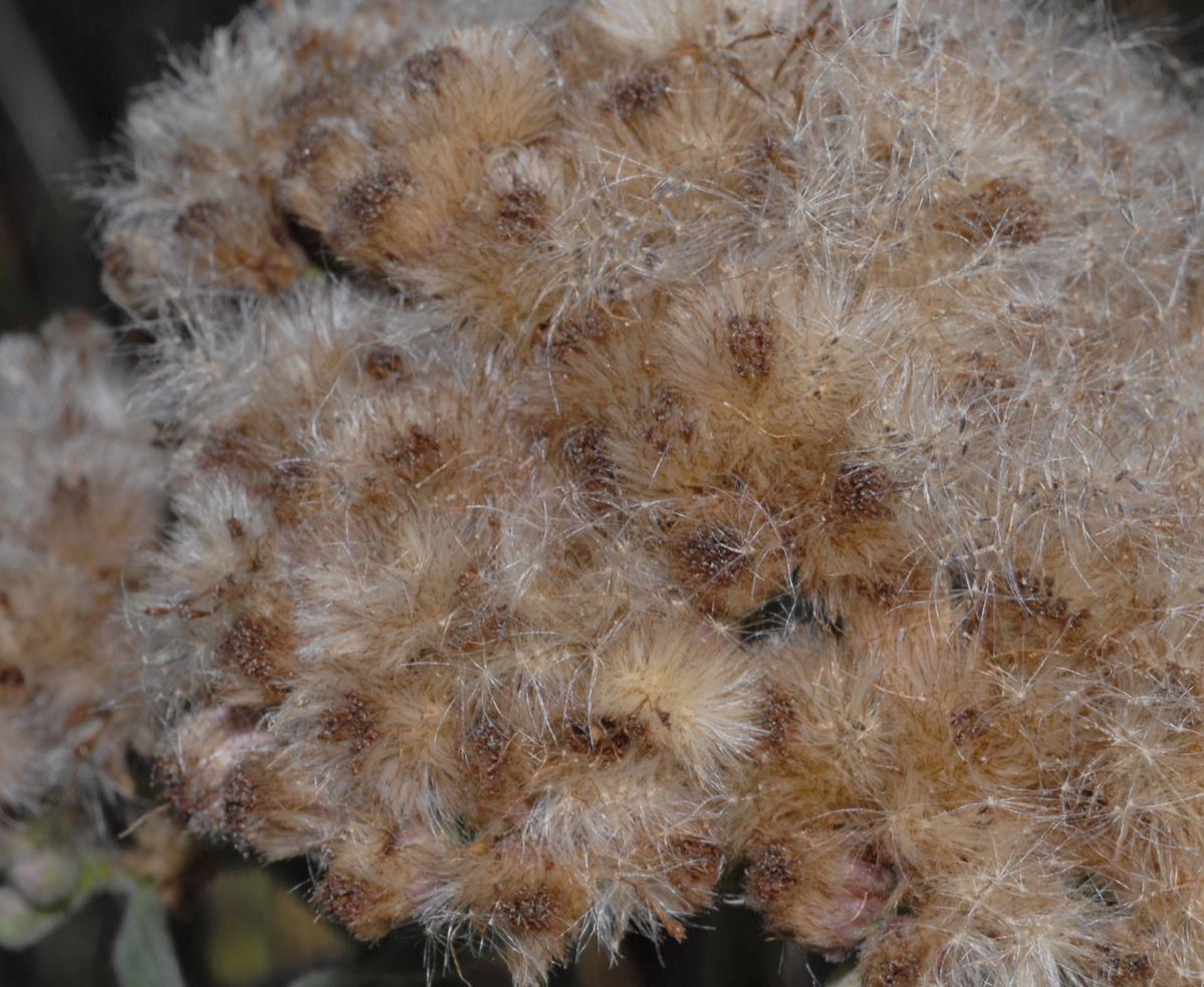 Asteraceae Pluchea odorata