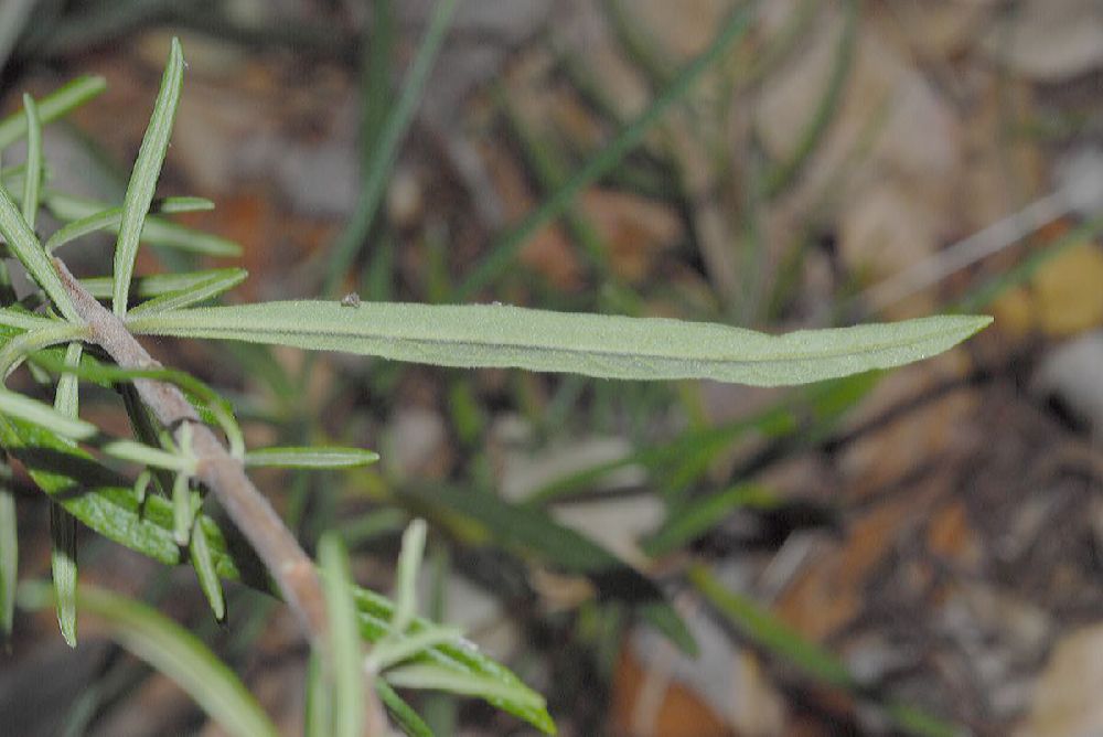 Lamiaceae Trichostema lanatum