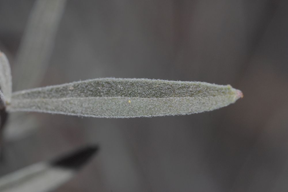 Onagraceae Epilobium californica