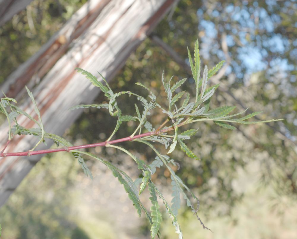 Rosaceae Lyonothamnus floribundus
