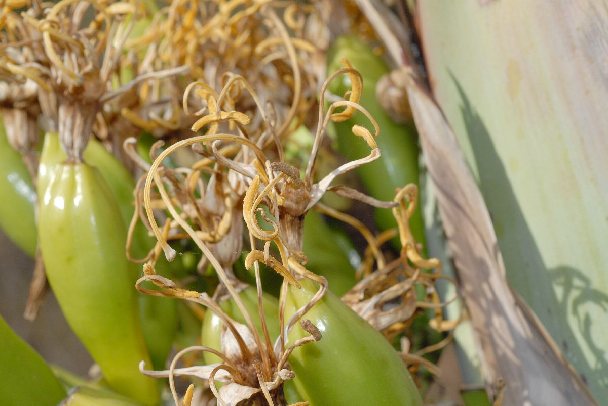 Asparagaceae Agave sebastiana