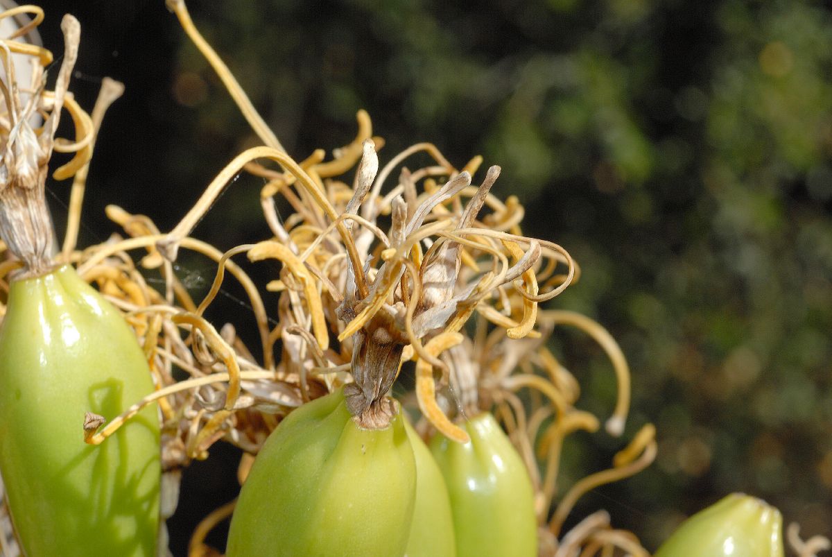 Asparagaceae Agave sebastiana
