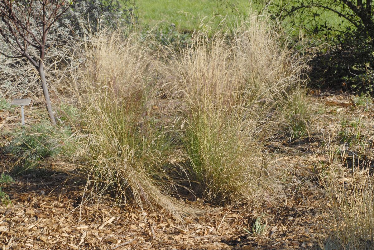 Poaceae Aristida purpurea