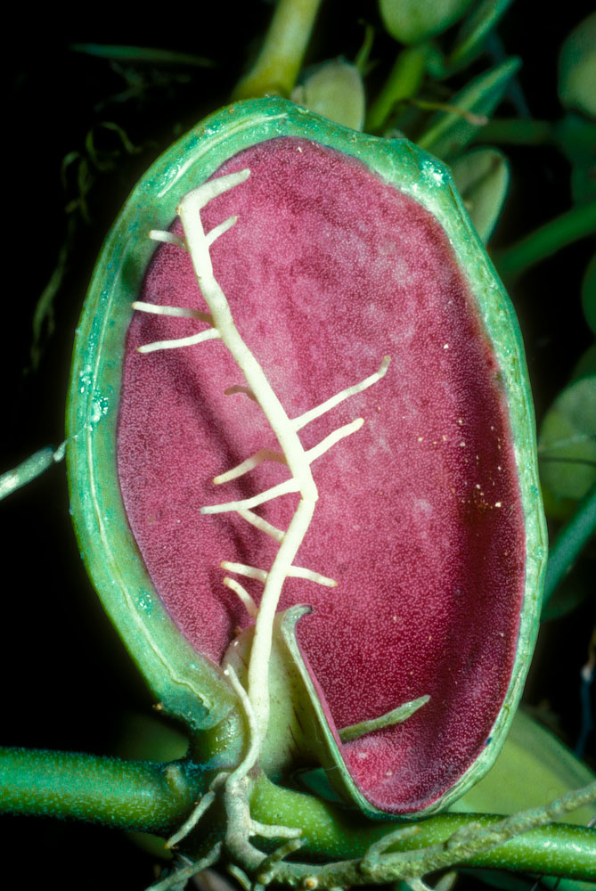Apocynaceae Dischidia rafflesiana
