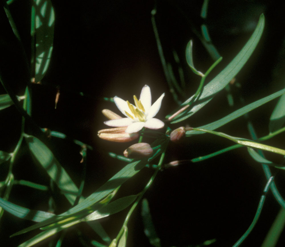 Asparagaceae Eustrephus latifolius