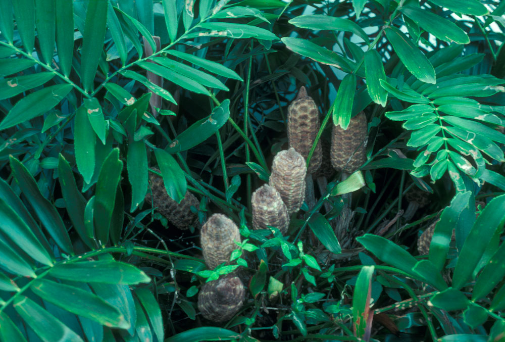 Zamiaceae Zamia furfuracea