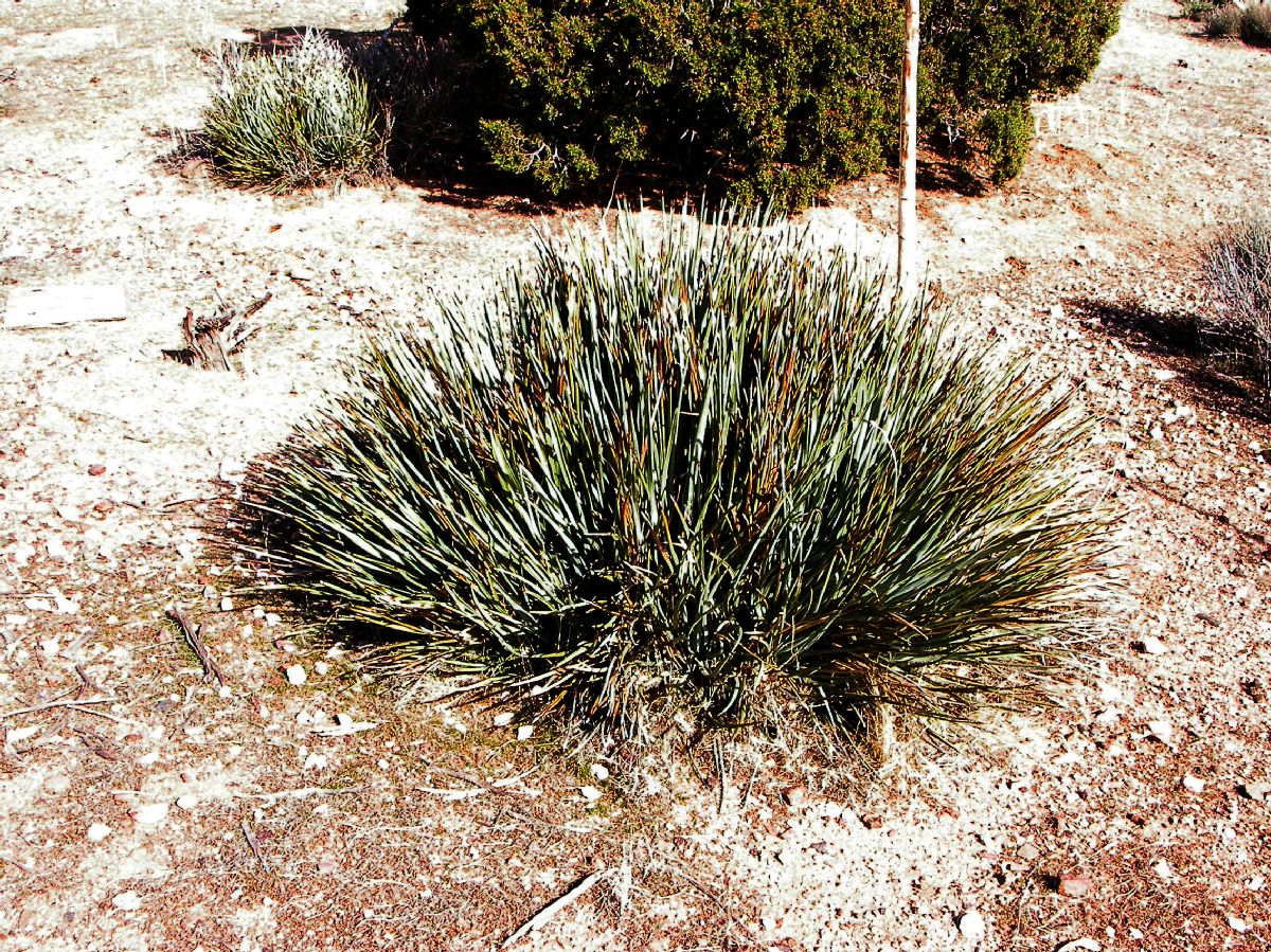 Asparagaceae Yucca whipplei