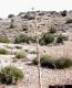 image of Yucca whipplei