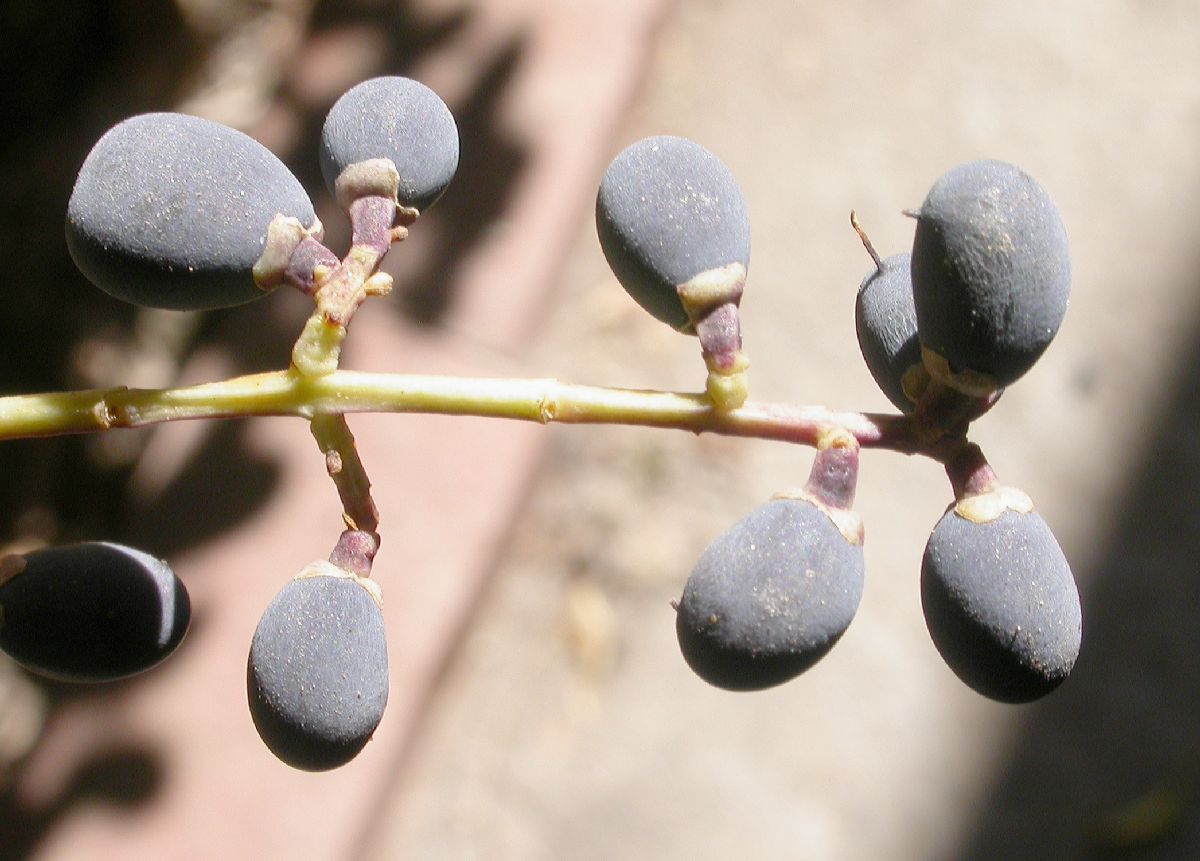 Oleaceae Ligustrum lucidum