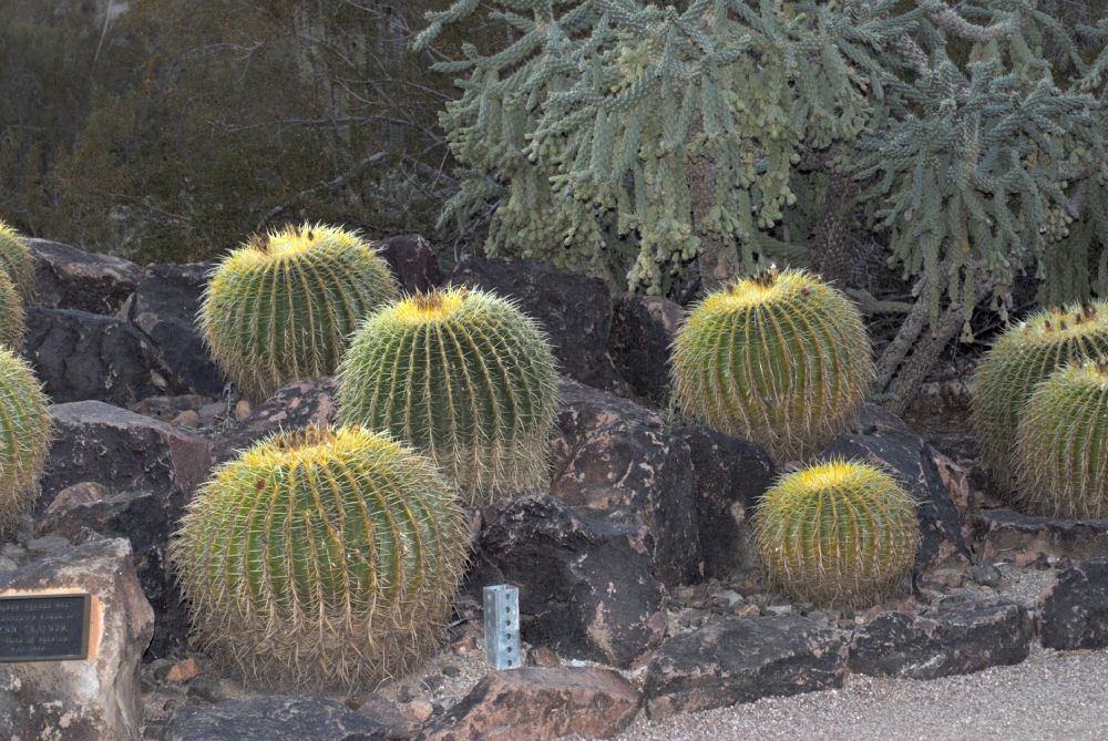 Cactaceae Echinocactus grusonii