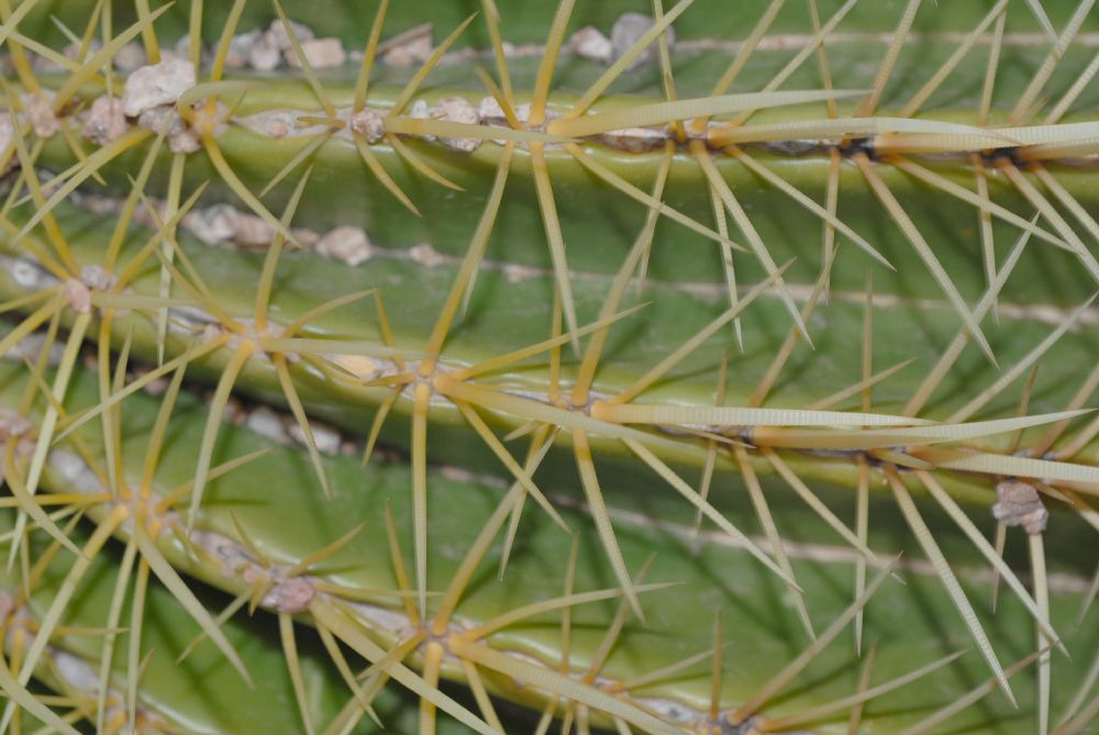 Cactaceae Echinocactus grusonii