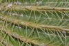 image of Echinocactus grusonii