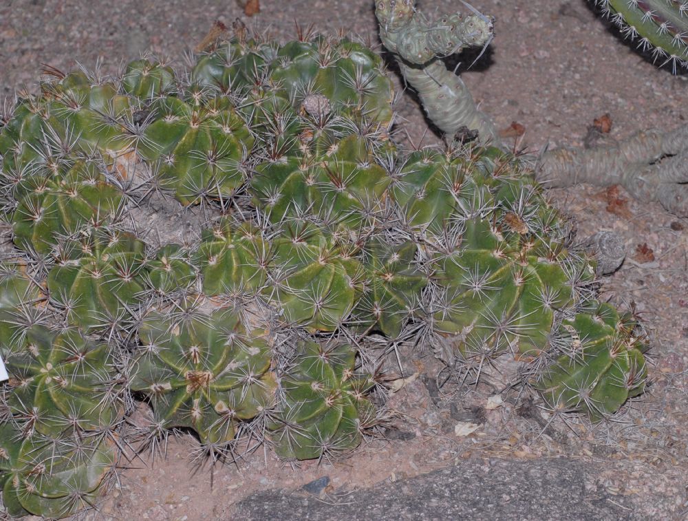 Cactaceae Ferocactus robustus