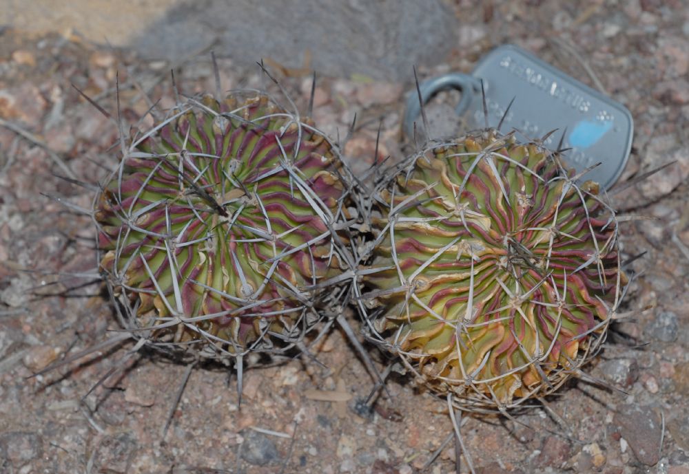 Cactaceae Stenocactus crispatus