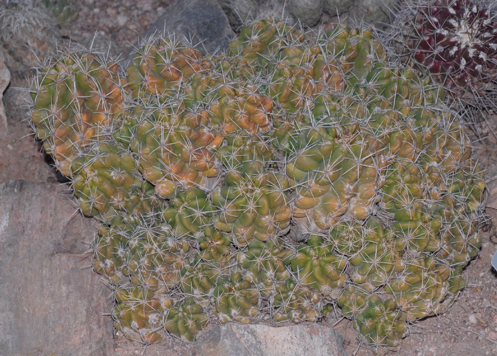 Cactaceae Telocactus tulensis