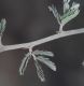 image of Calliandra californica