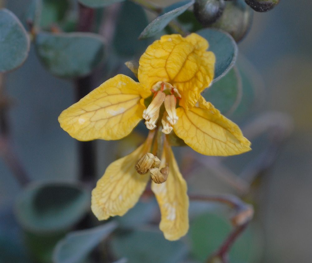 Fabaceae Cassia purpusii
