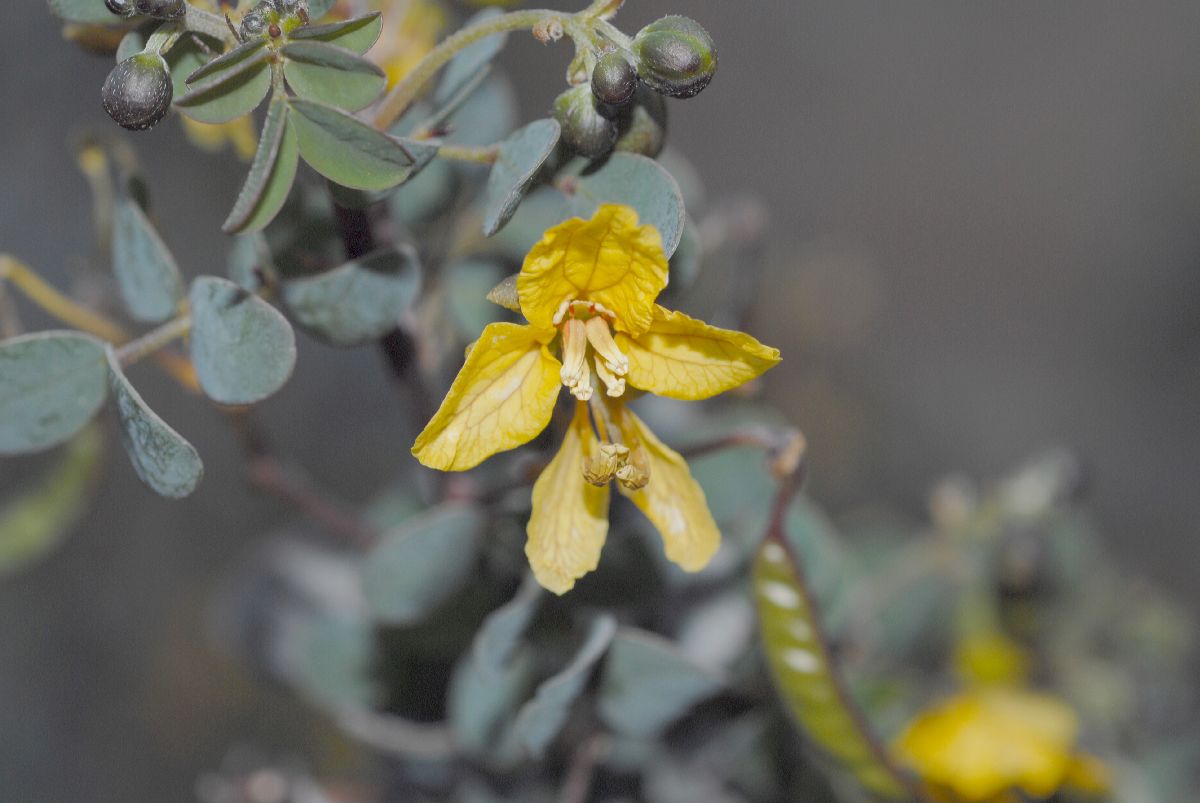 Fabaceae Cassia purpusii