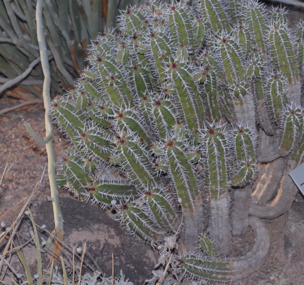 Euphorbiaceae Euphorbia officinarum