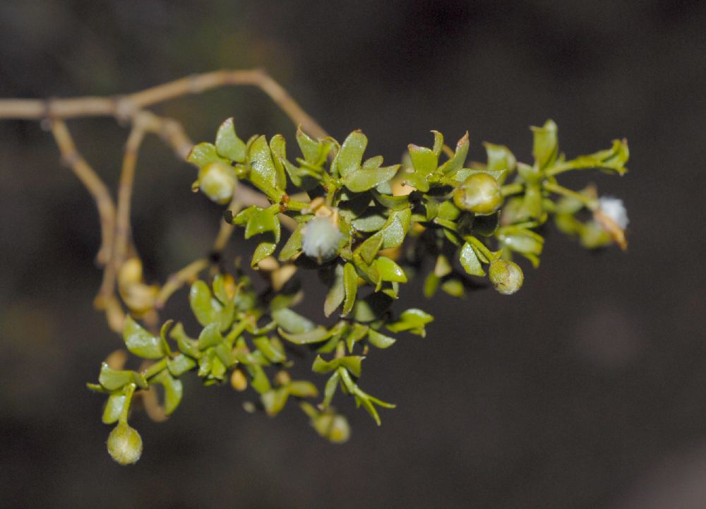 Zygophyllaceae Larrea tridentata