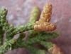 image of Juniperus californica