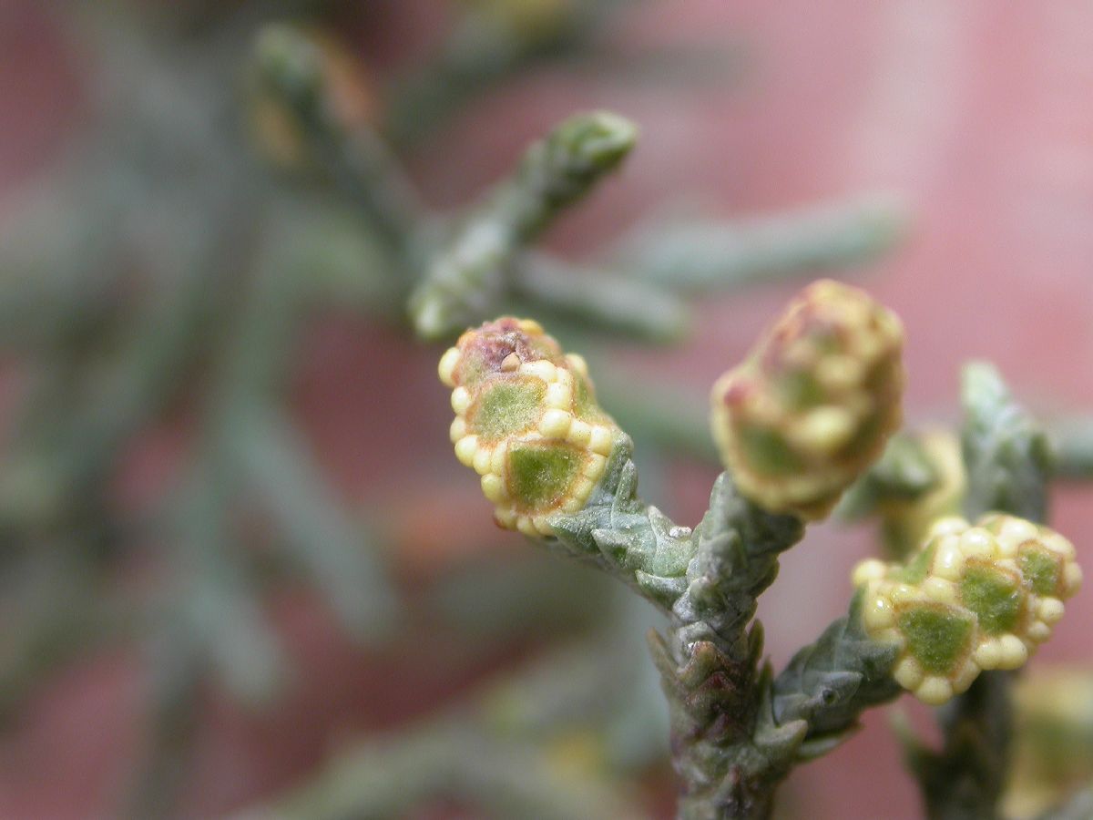 Cupressaceae Callitropsis glabra