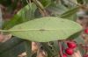 image of Heteromeles arbutifolia