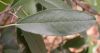 image of Heteromeles arbutifolia