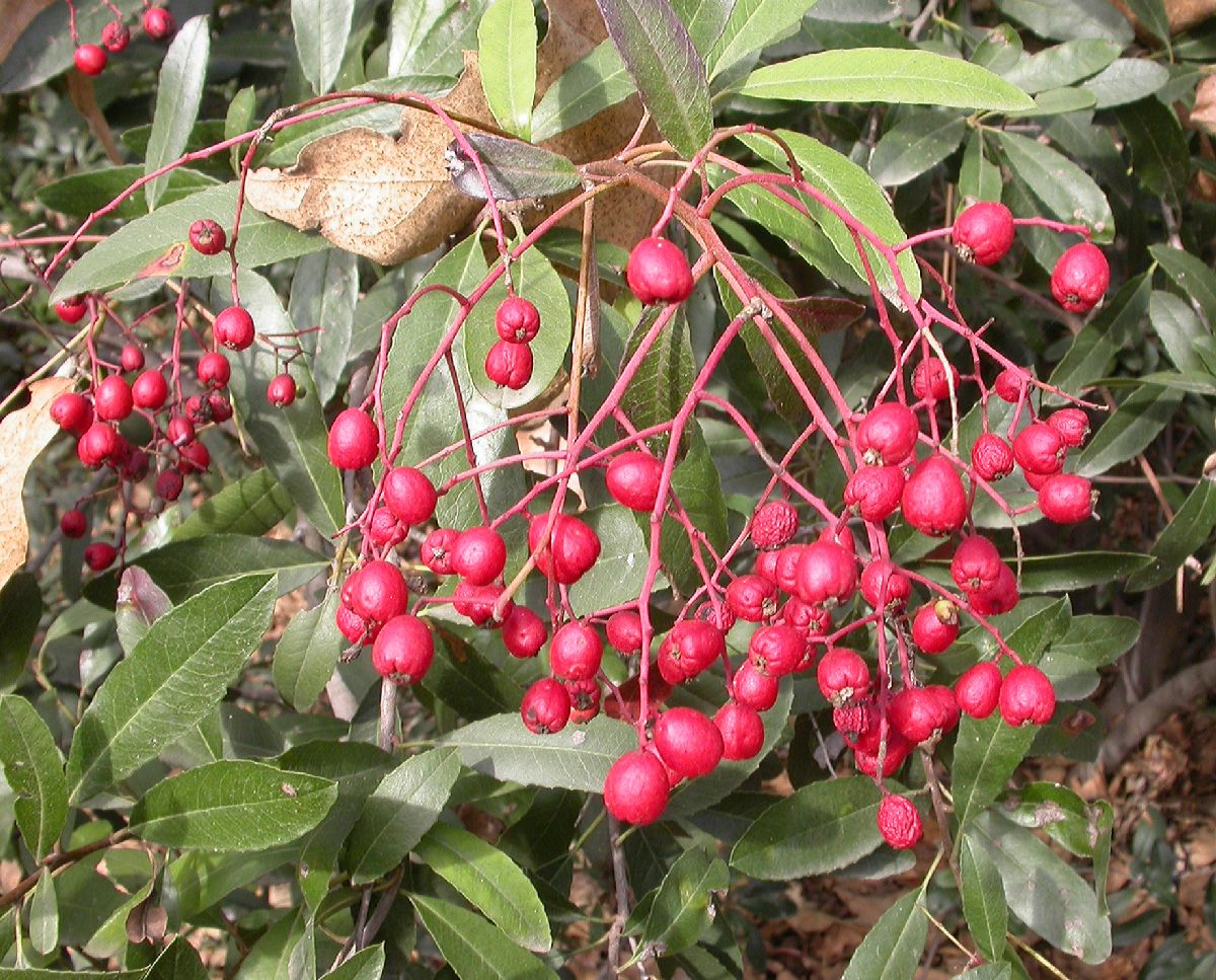 Rosaceae Heteromeles arbutifolia