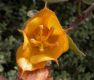 image of Fremontodendron californicum