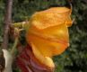 image of Fremontodendron californicum