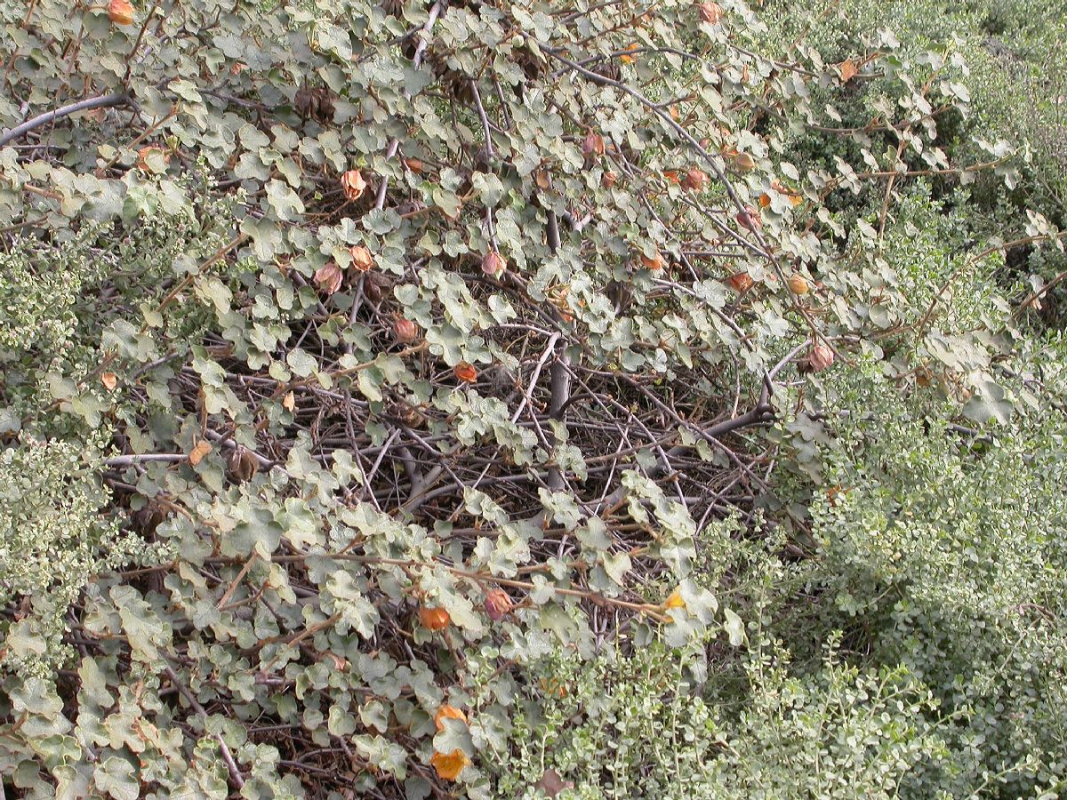 Bombacaceae Fremontodendron californicum