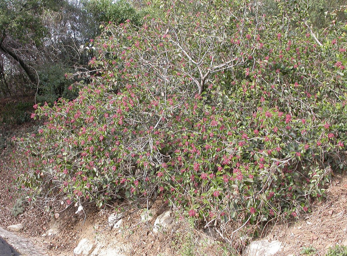 Anacardiaceae Rhus ovata
