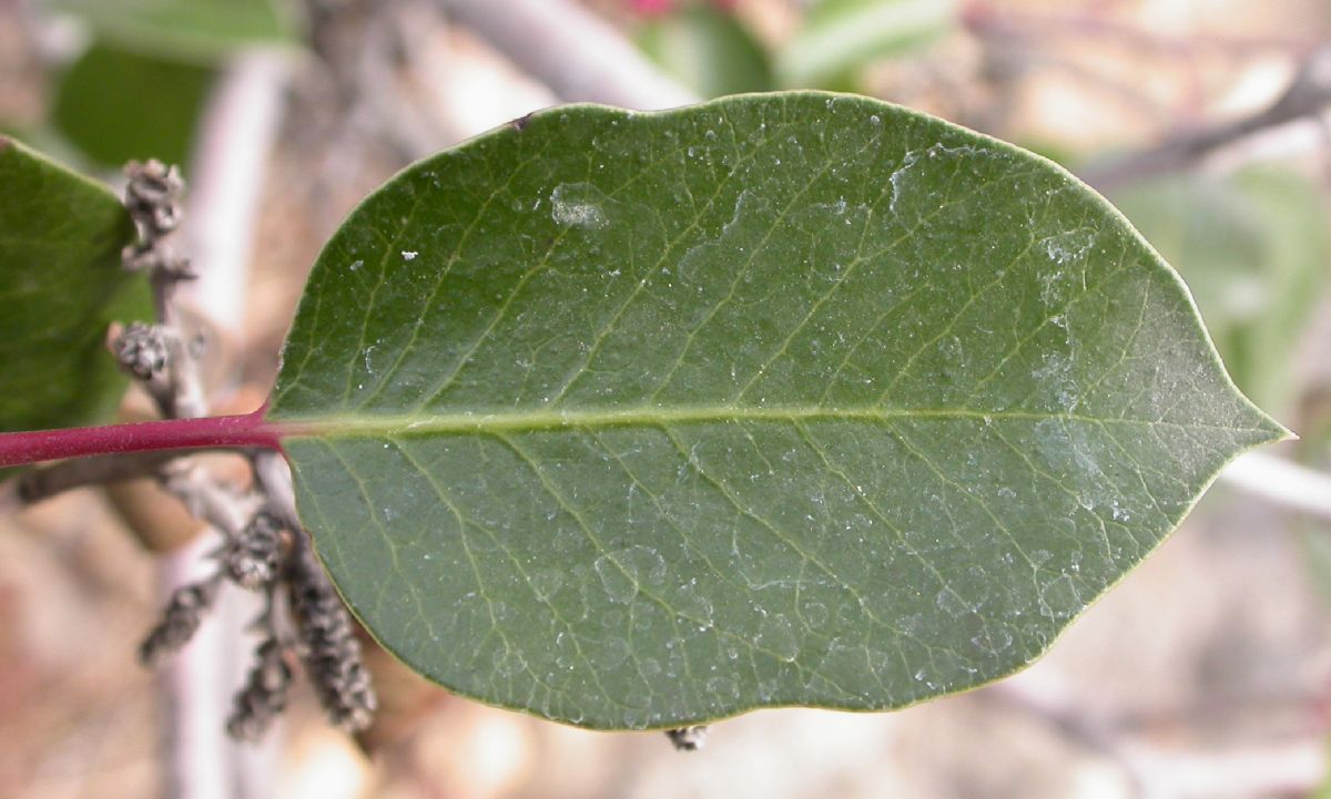 Anacardiaceae Rhus ovata