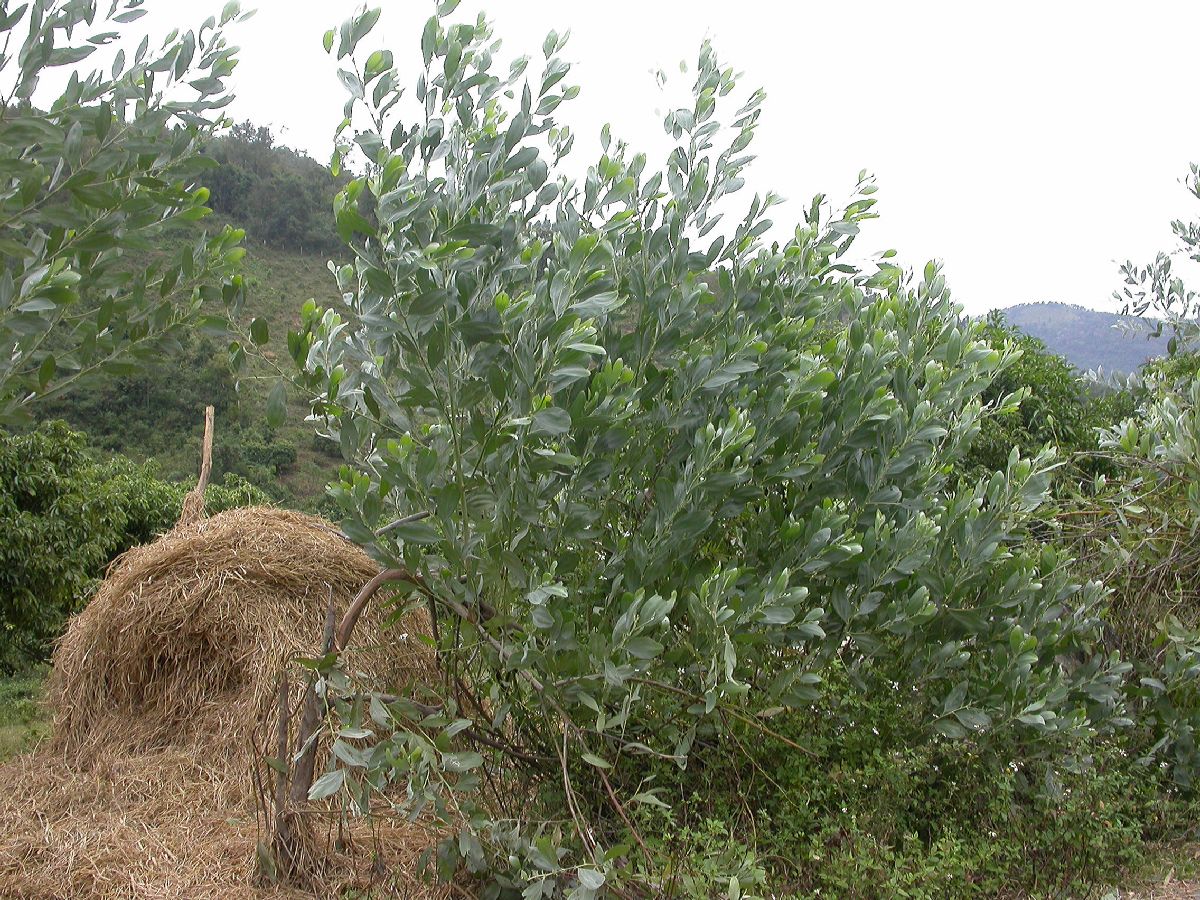Fabaceae Acacia mangium