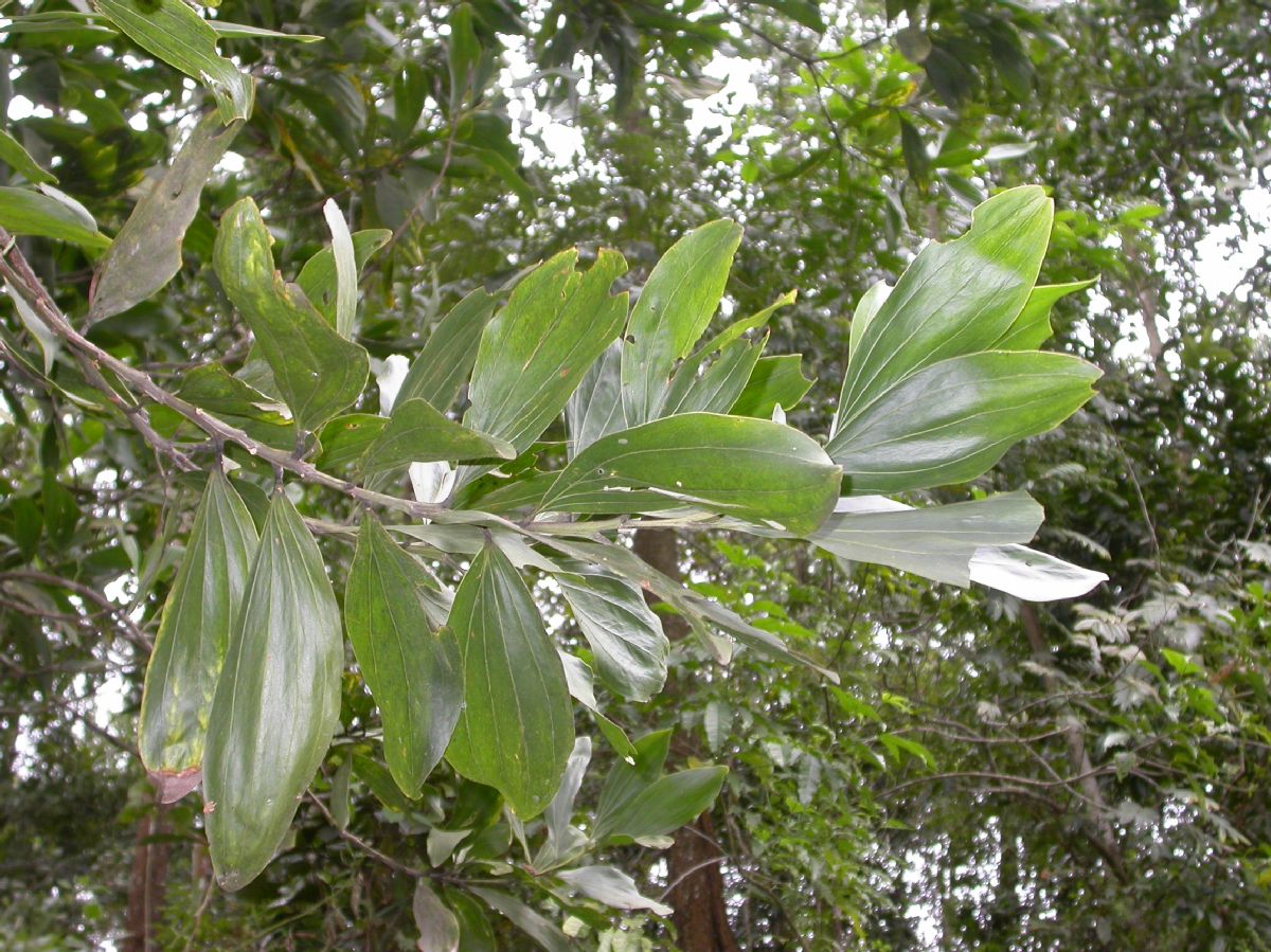 Fabaceae Acacia mangium