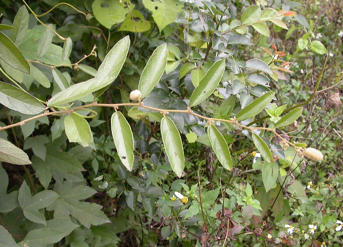 Helicteraceae Helicteres 