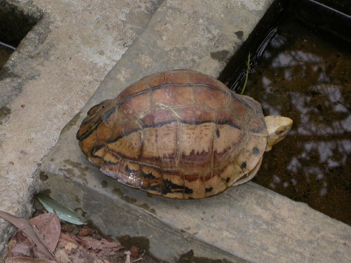 Geoemydidae Cuora galbinifrons