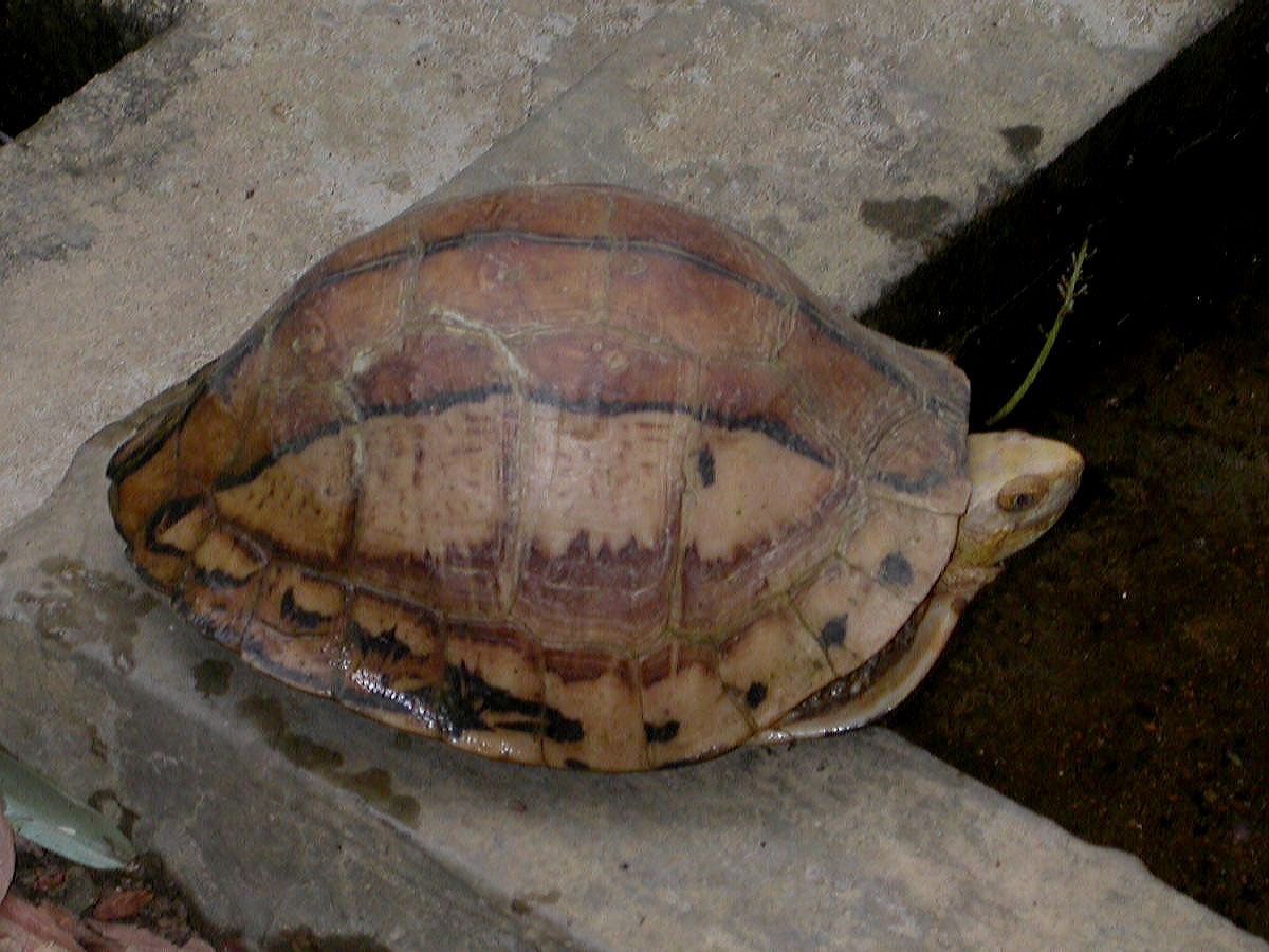 Geoemydidae Cuora galbinifrons