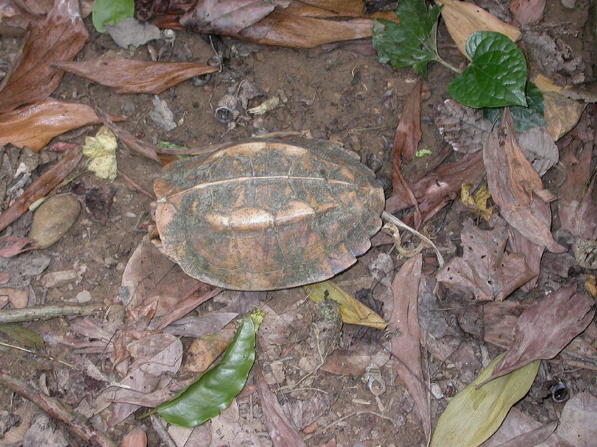 Geoemydidae Pyxidea mouhotii