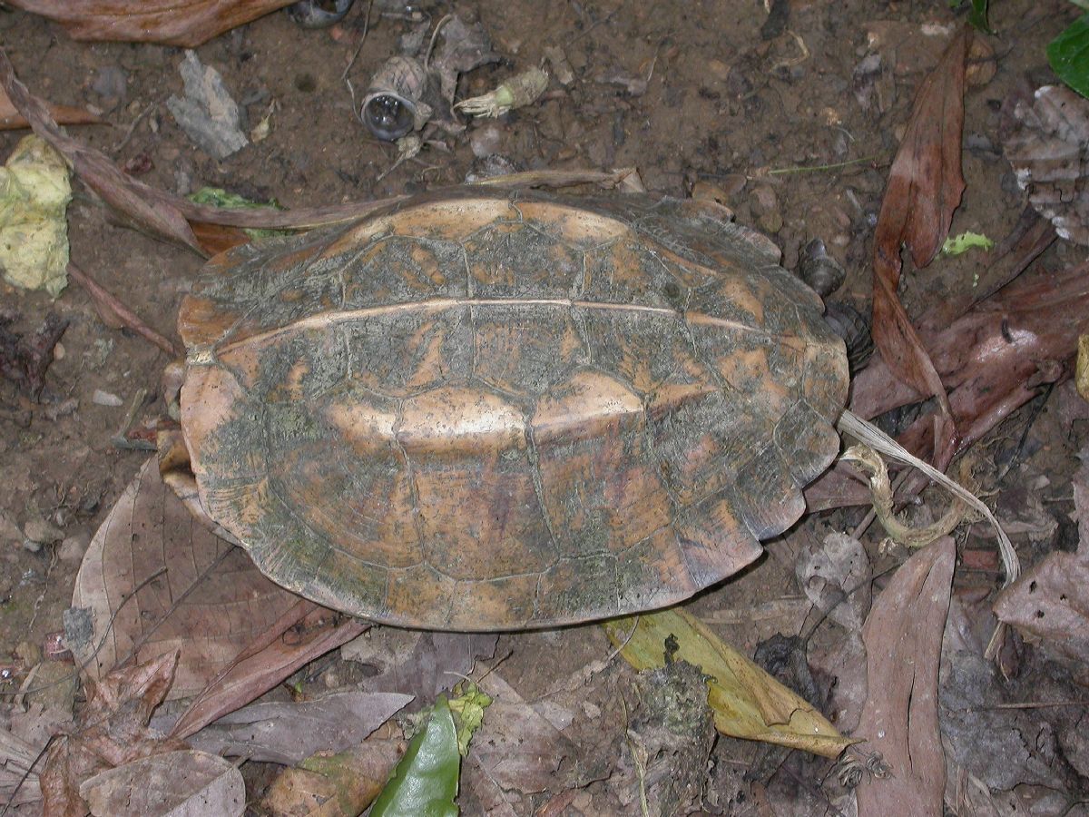 Geoemydidae Pyxidea mouhotii