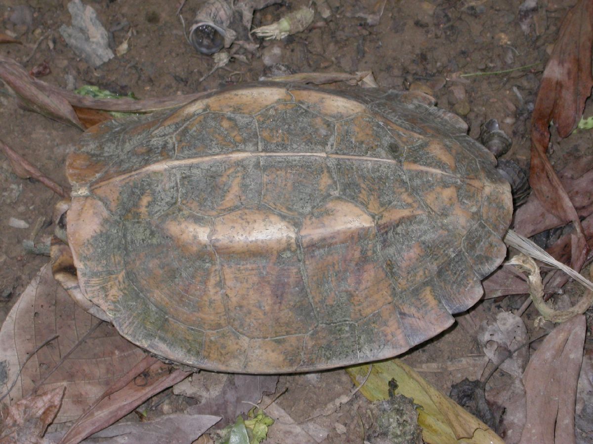 Geoemydidae Pyxidea mouhotii