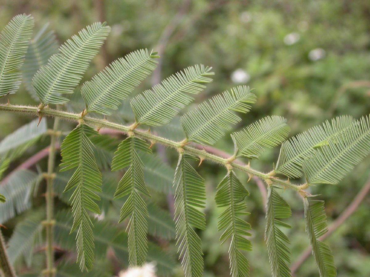 Fabaceae Piptadenia 