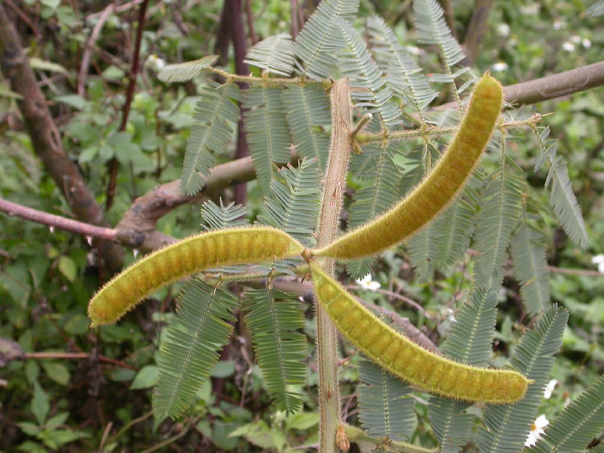 Fabaceae Piptadenia 