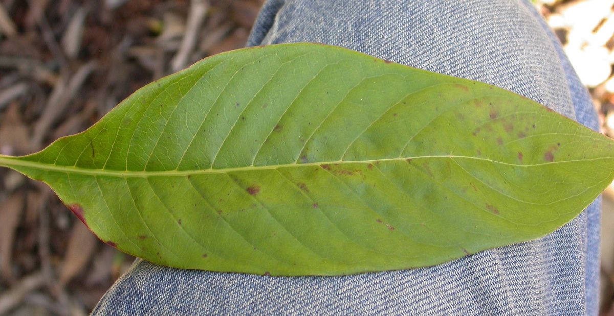 Rubiaceae Luculia gratissima