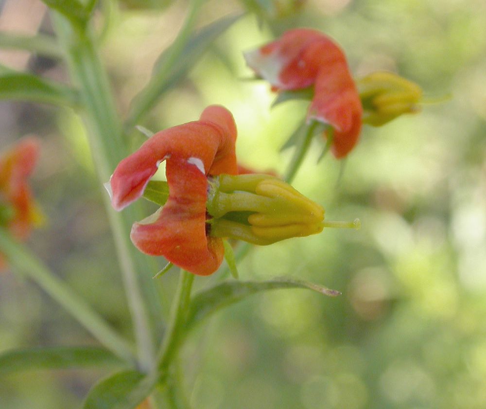 Scrophulariaceae Alonsoa 