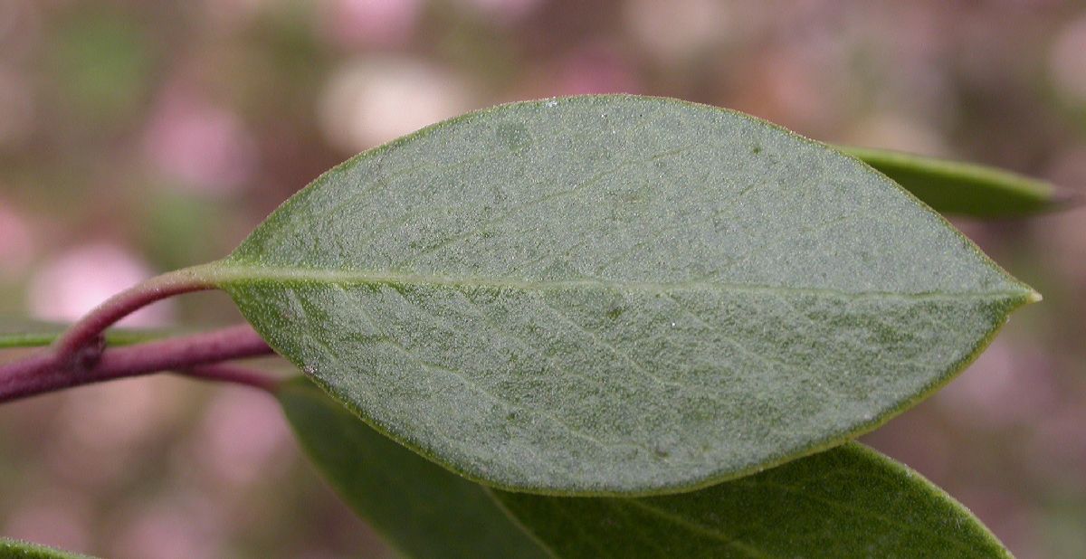 Ericaceae Arctostaphylos stanfordiana