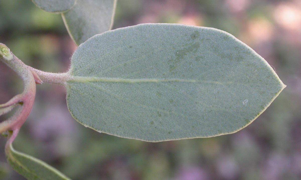 Ericaceae Arctostaphylos 