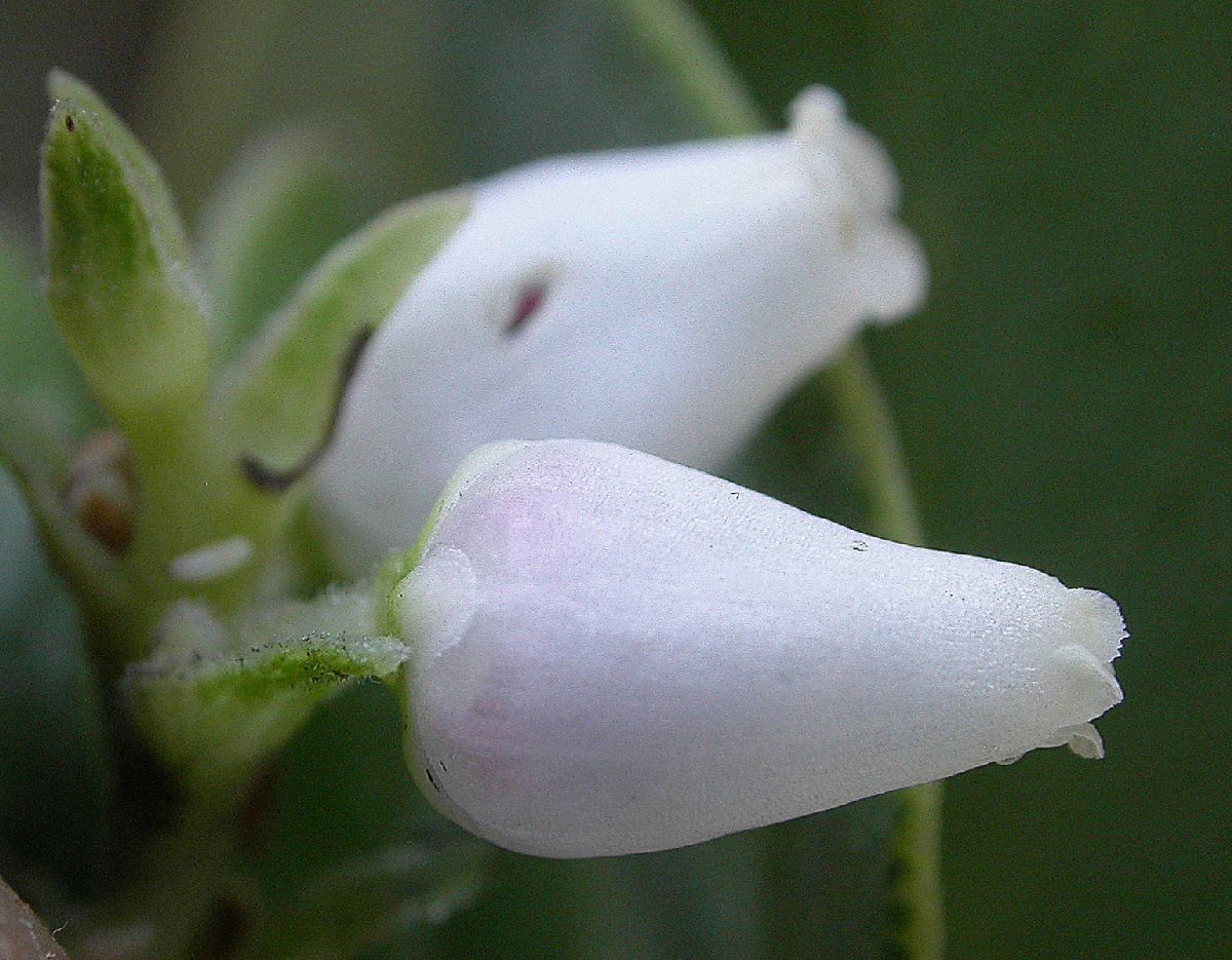 Ericaceae Arctostaphylos 